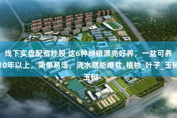 线下实盘配资炒股 这6种绿植漂亮好养，一盆可养10年以上，简单易活，浇水就能爆盆_植物_叶子_玉树
